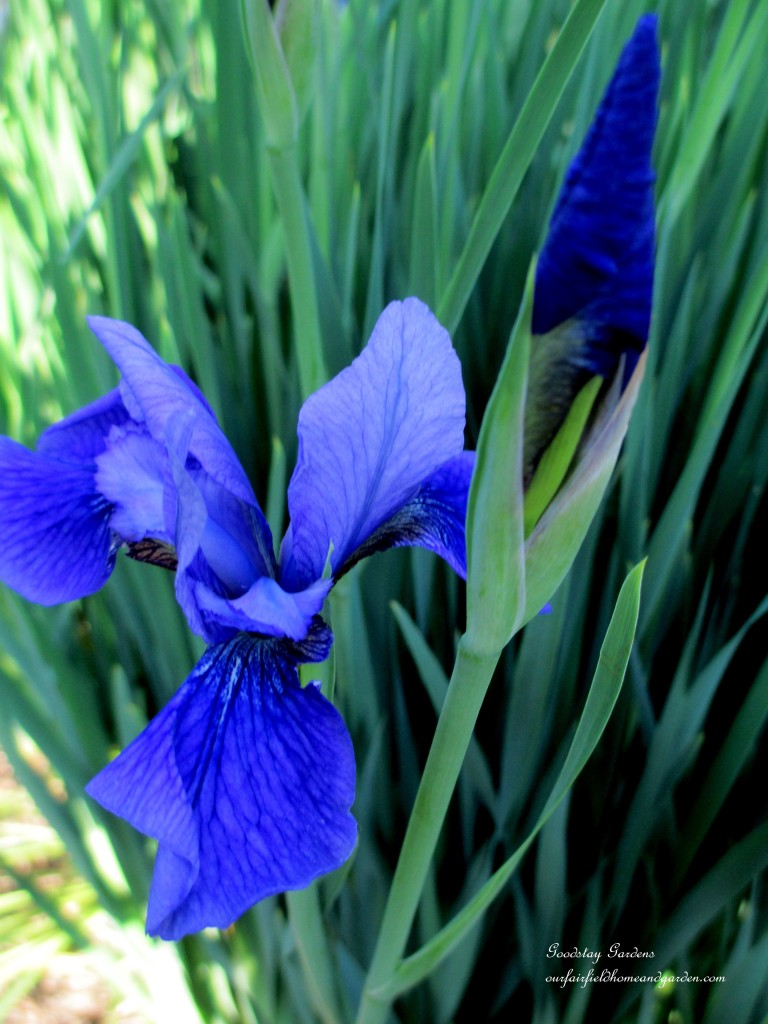 https://ourfairfieldhomeandgarden.com/springtime-in-goodstay-gardens/
