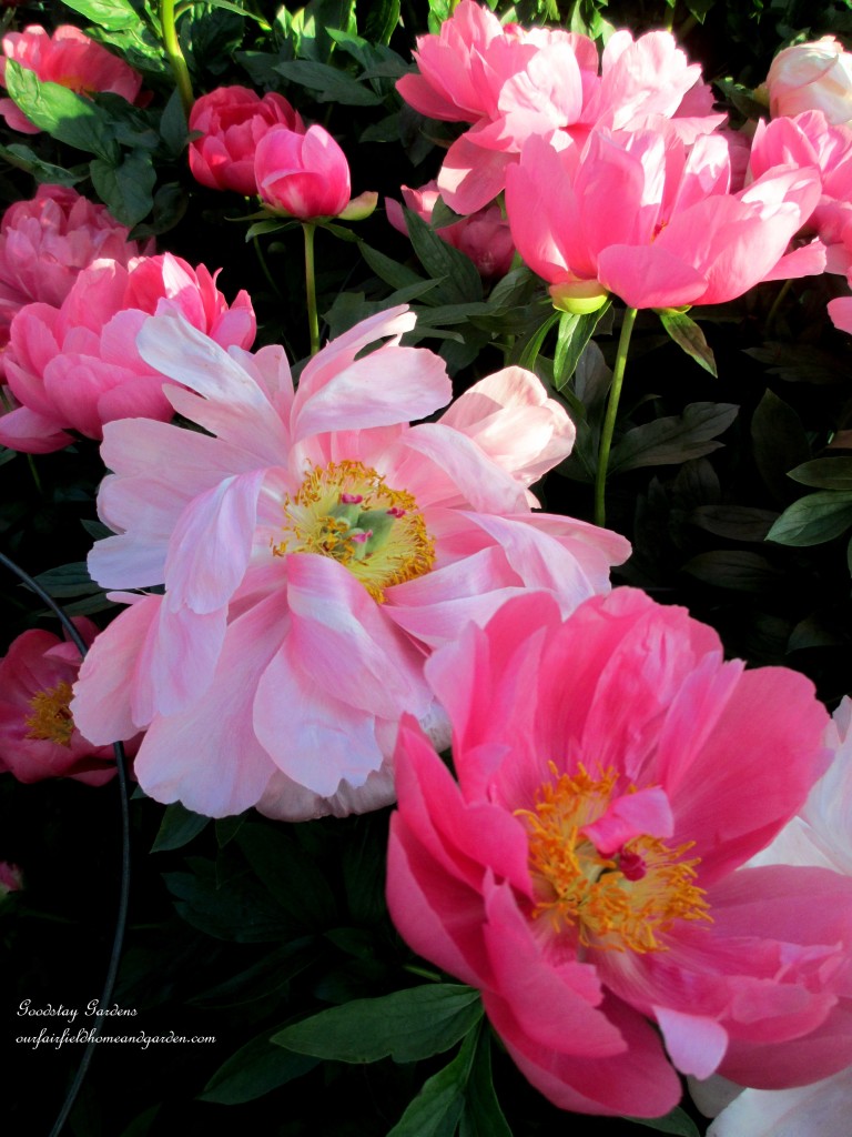 https://ourfairfieldhomeandgarden.com/springtime-in-goodstay-gardens/