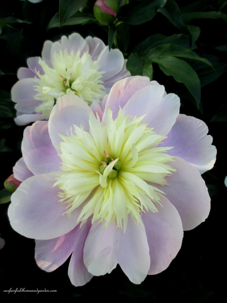 https://ourfairfieldhomeandgarden.com/springtime-in-goodstay-gardens/