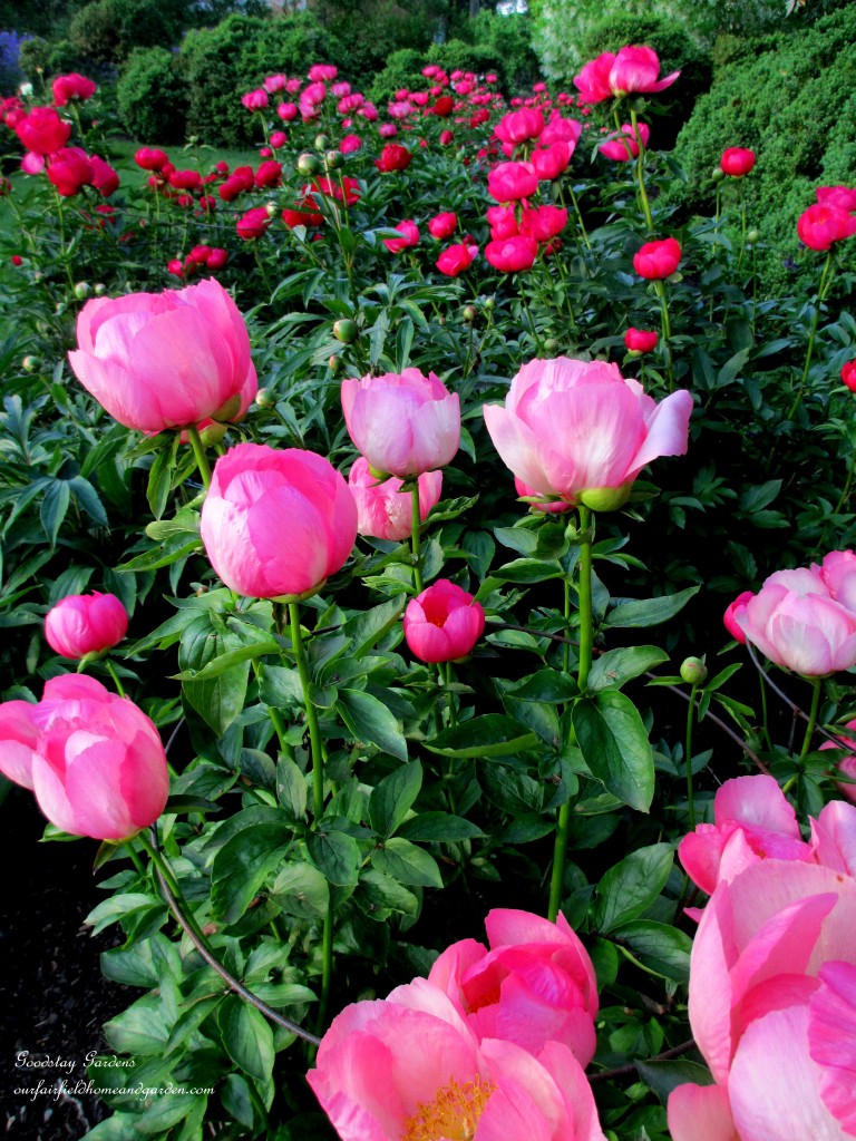 https://ourfairfieldhomeandgarden.com/springtime-in-goodstay-gardens/