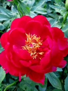 https://ourfairfieldhomeandgarden.com/springtime-in-goodstay-gardens/