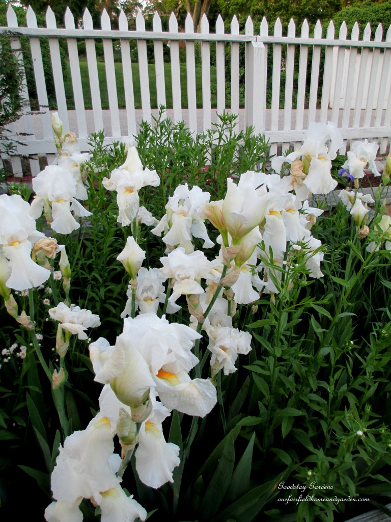 https://ourfairfieldhomeandgarden.com/springtime-in-goodstay-gardens/