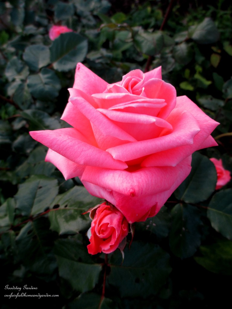 https://ourfairfieldhomeandgarden.com/springtime-in-goodstay-gardens/