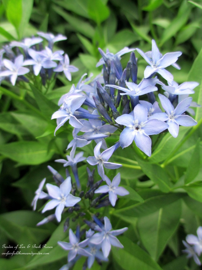 Amsonia Bluestar https://ourfairfieldhomeandgarden.com/garden-walk-june-1st/