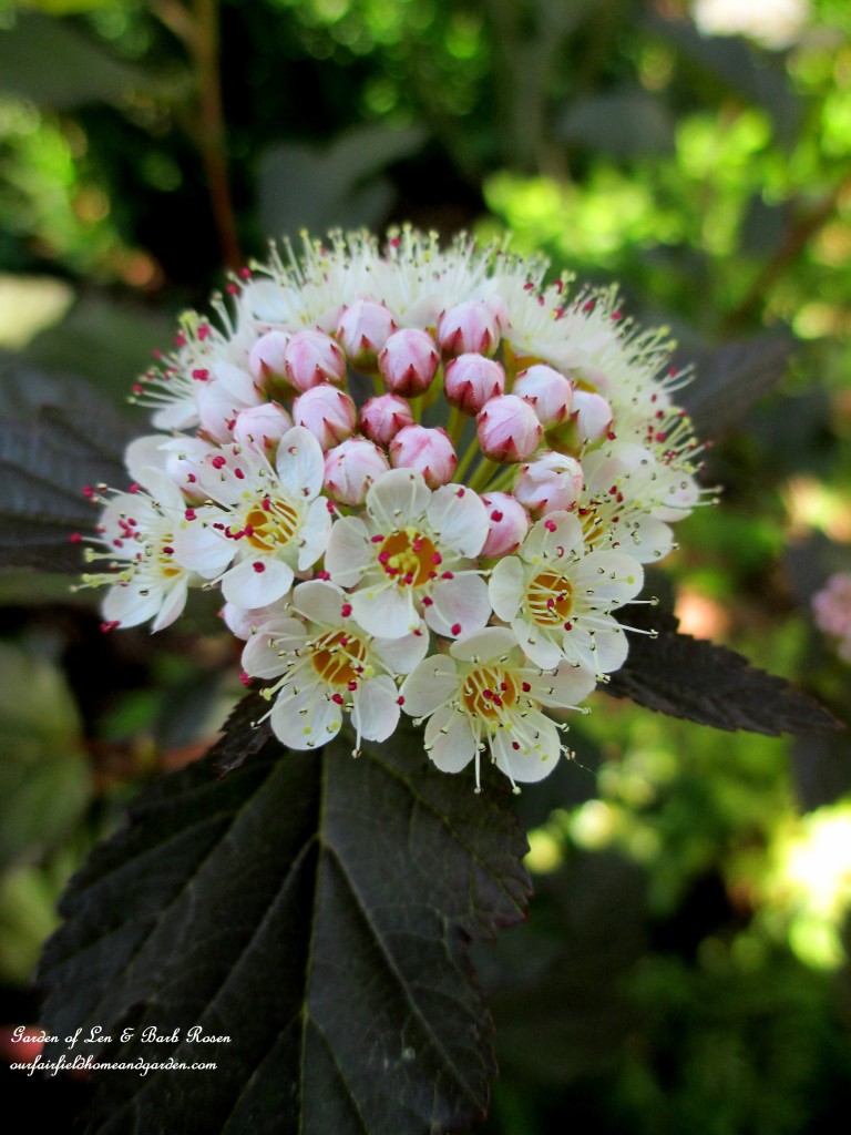 Ninebark "Coppertina"  Shrub bloom https://ourfairfieldhomeandgarden.com/garden-walk-june-1st/