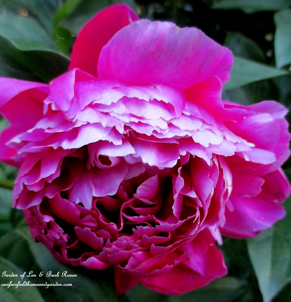 Peony from a friend ~ the best cultivar! https://ourfairfieldhomeandgarden.com/garden-walk-june-1st/