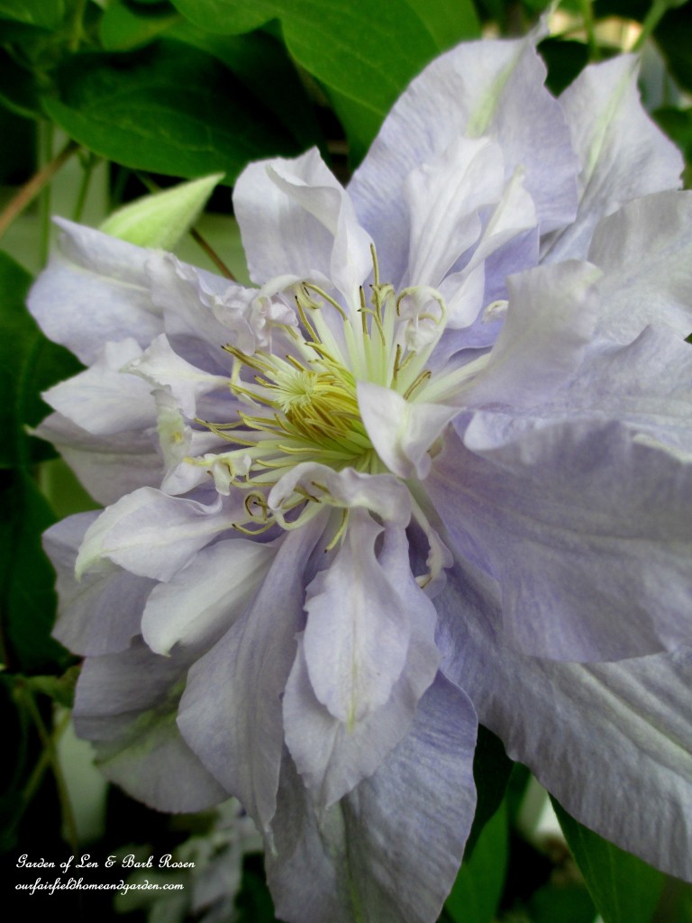 Clematis "Rivera" https://ourfairfieldhomeandgarden.com/garden-walk-june-1st/