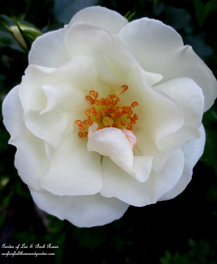 Shrub Rose https://ourfairfieldhomeandgarden.com/garden-walk-june-1st/