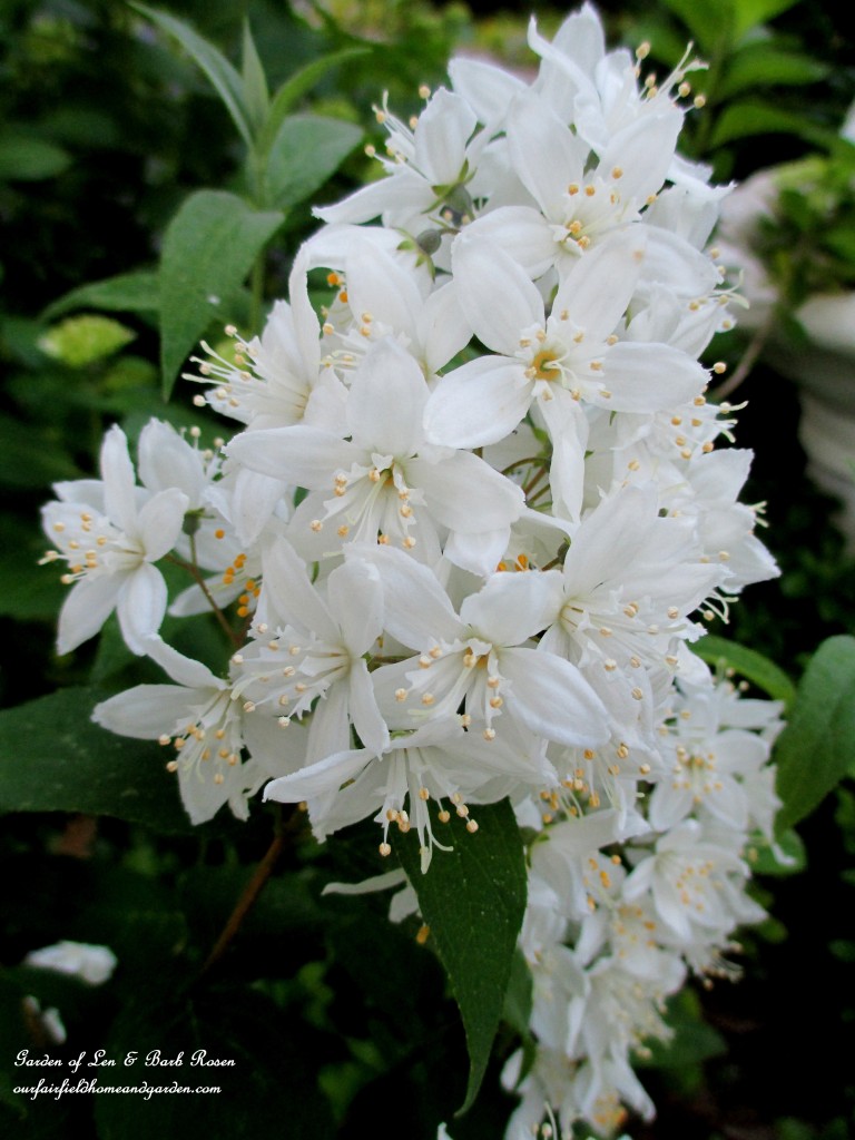 Deutzia Shrub Blooming https://ourfairfieldhomeandgarden.com/garden-walk-june-1st/