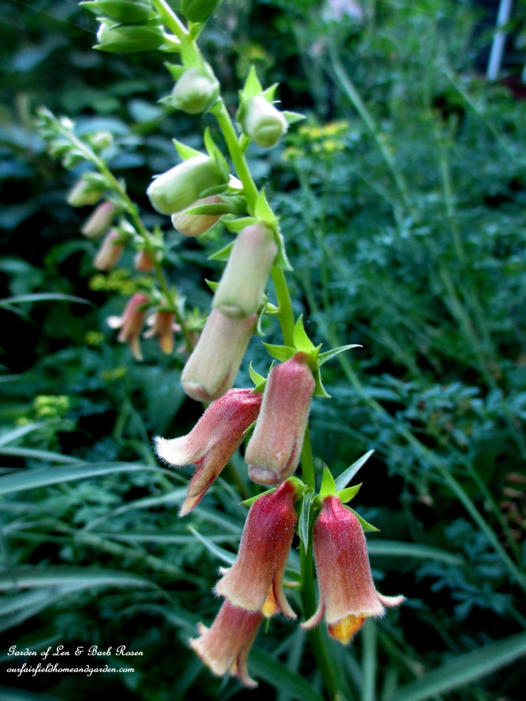 Native Foxglove https://ourfairfieldhomeandgarden.com/garden-walk-june-1st/