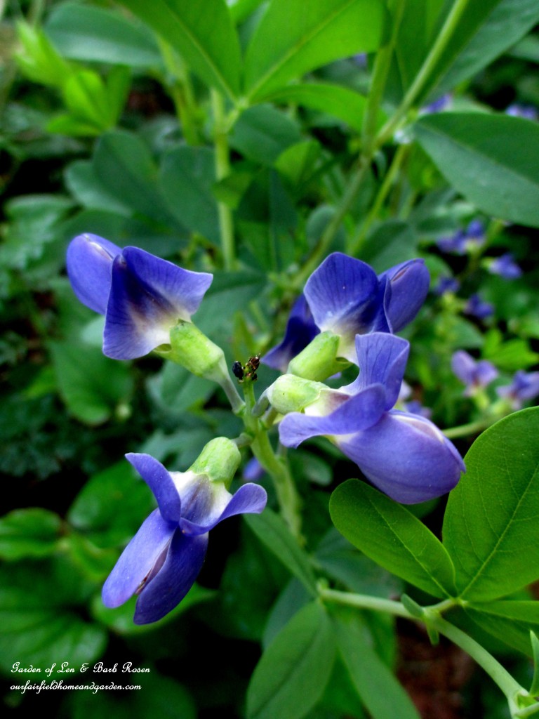 Baptisia https://ourfairfieldhomeandgarden.com/garden-walk-june-1st/