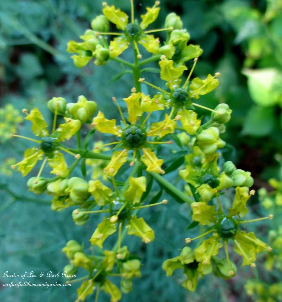 Rue ~ herb with bluish leaves https://ourfairfieldhomeandgarden.com/garden-walk-june-1st/