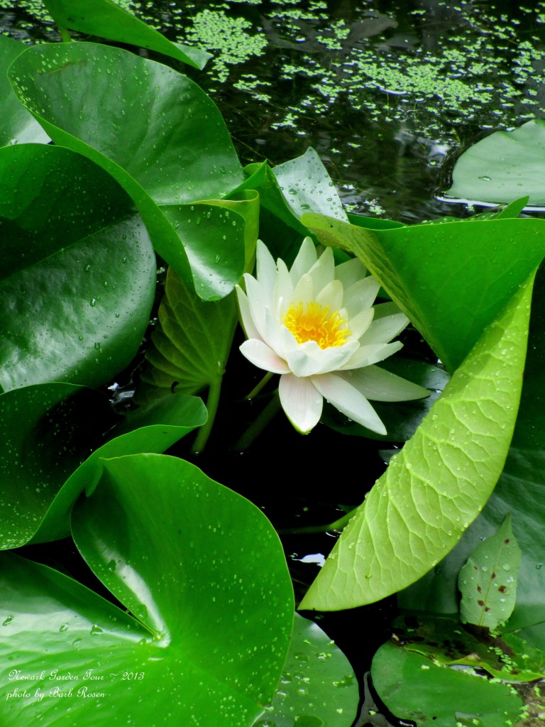 Water Lily https://ourfairfieldhomeandgarden.com/newark-garden-tour-2013/