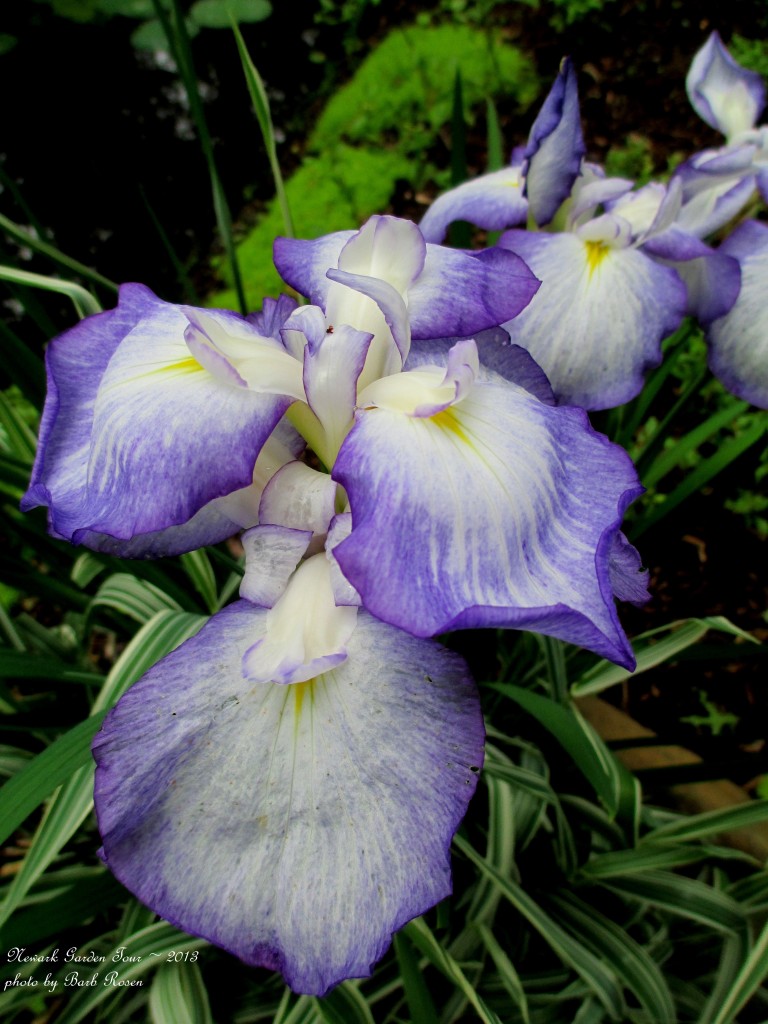 https://ourfairfieldhomeandgarden.com/newark-garden-tour-2013/