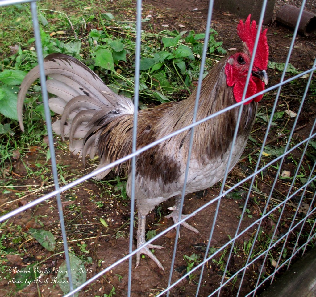 https://ourfairfieldhomeandgarden.com/newark-garden-tour-2013/