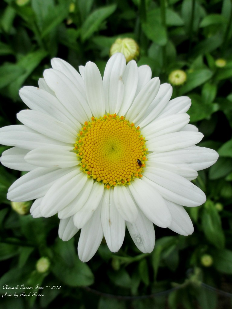 https://ourfairfieldhomeandgarden.com/newark-garden-tour-2013/