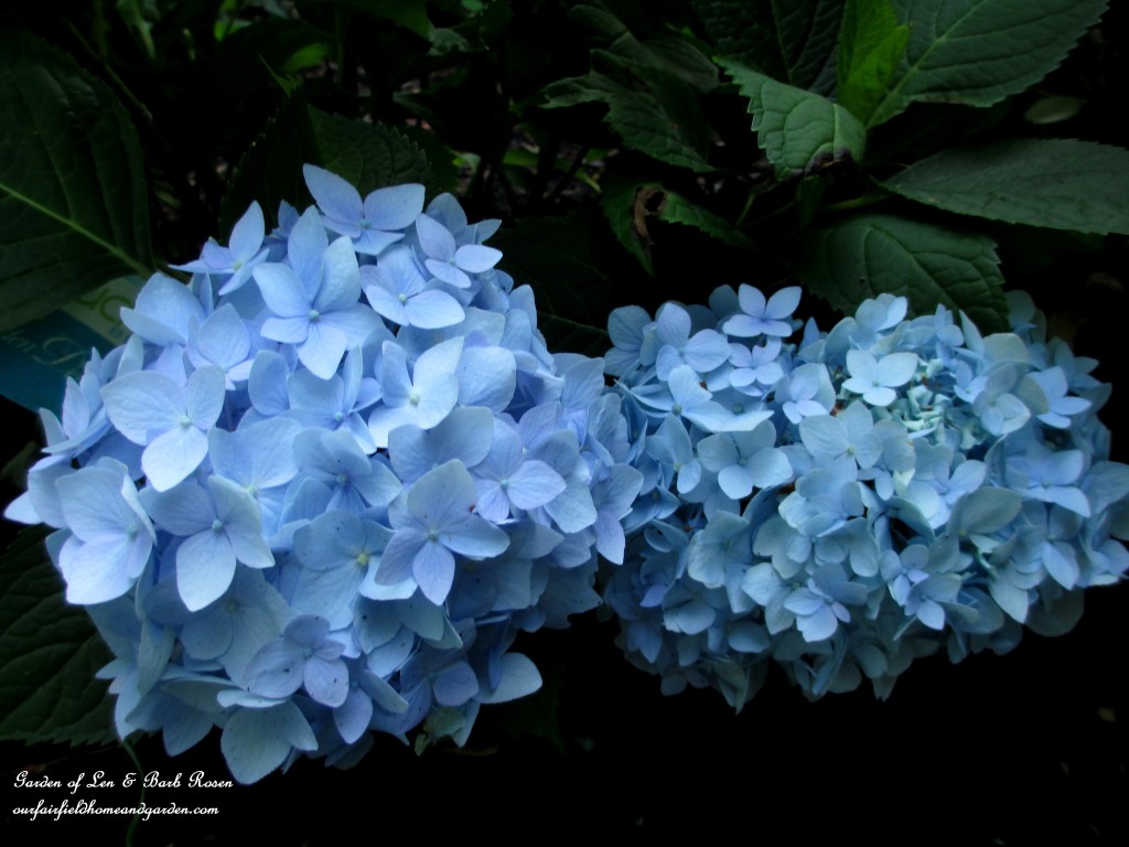 hydrangea macrophylla "Nantucket Blue"
