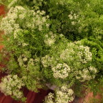 Queen Anne's Lace https://ourfairfieldhomeandgarden.com/diy-project-country-flower-basket/