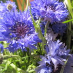 Cornflower https://ourfairfieldhomeandgarden.com/diy-project-country-flower-basket/