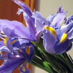 Iris https://ourfairfieldhomeandgarden.com/diy-project-country-flower-basket/