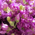 Stock
