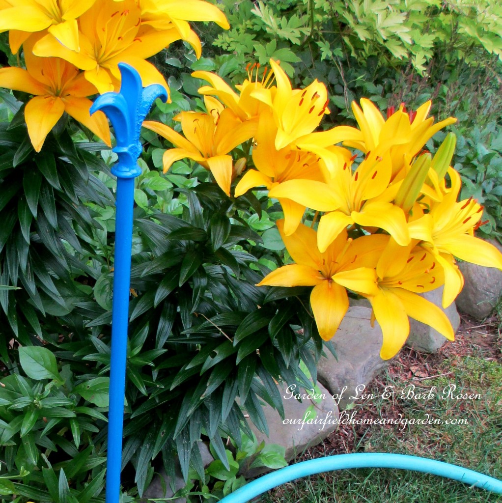curtain rods become hose guards https://ourfairfieldhomeandgarden.com/diy-project-hose-guides-from-curtain-rods/