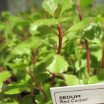 sedum "Red Carpet"