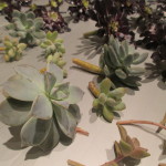 callused tender succulent cuttings