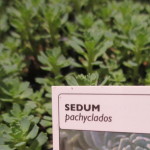 sedum pachyclados