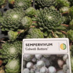 sempervivum "Cobweb Buttons"