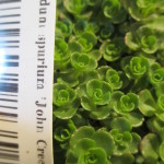 sedum spurium "John Creech"