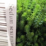 sedum sexangulare