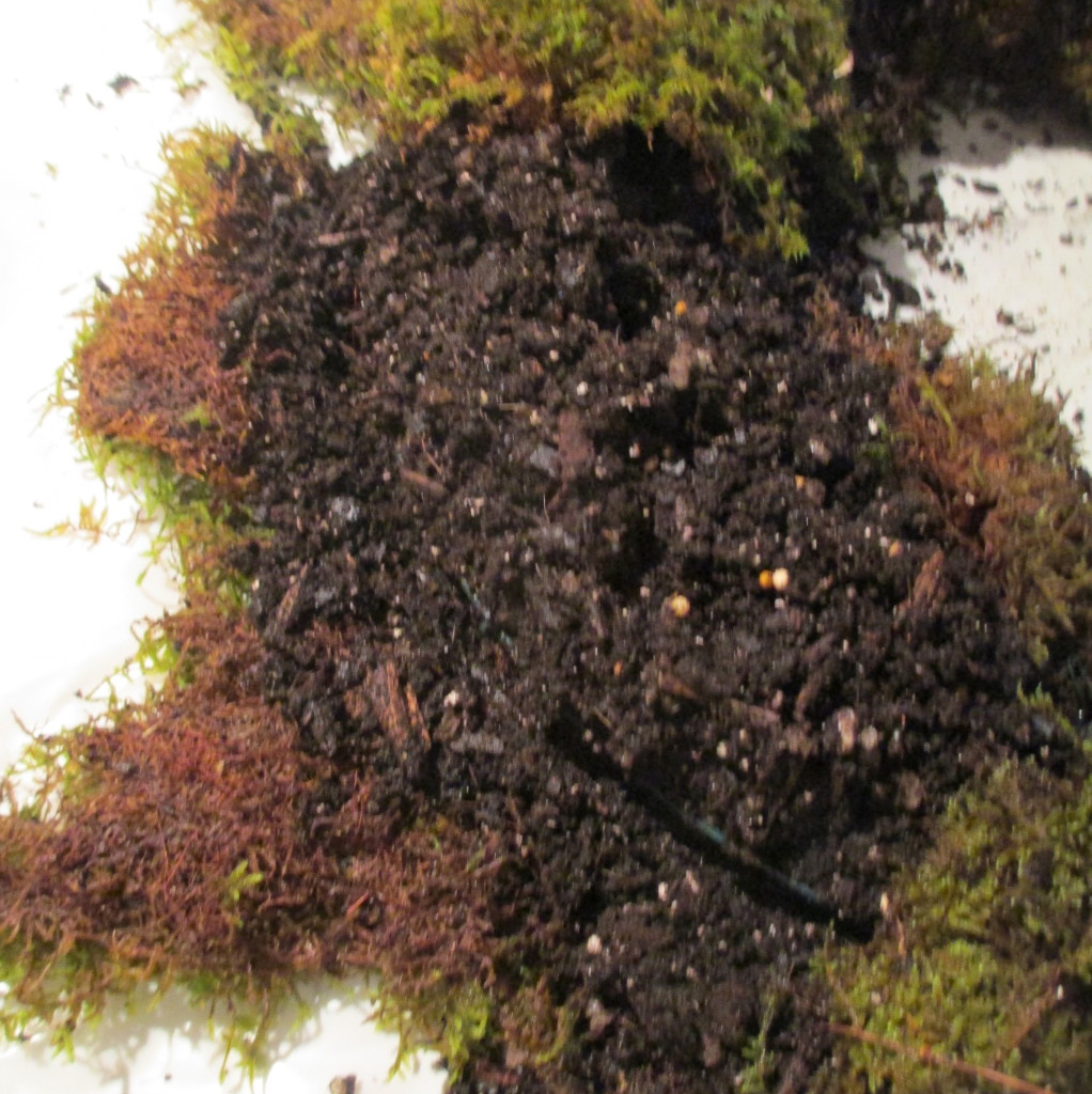Step 2 ~ Mound wet soil onto the wire frame and push it into all crevices.