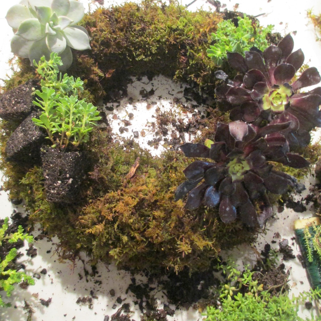 Step 4 ~ Lay out your plant materials and decide on your design.