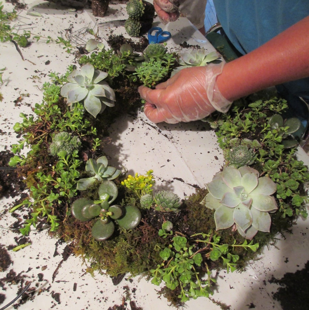 Step 5 ~ poke holes in the sheet moss and insert succulents. Floral pins can be used to help anchor the plants.