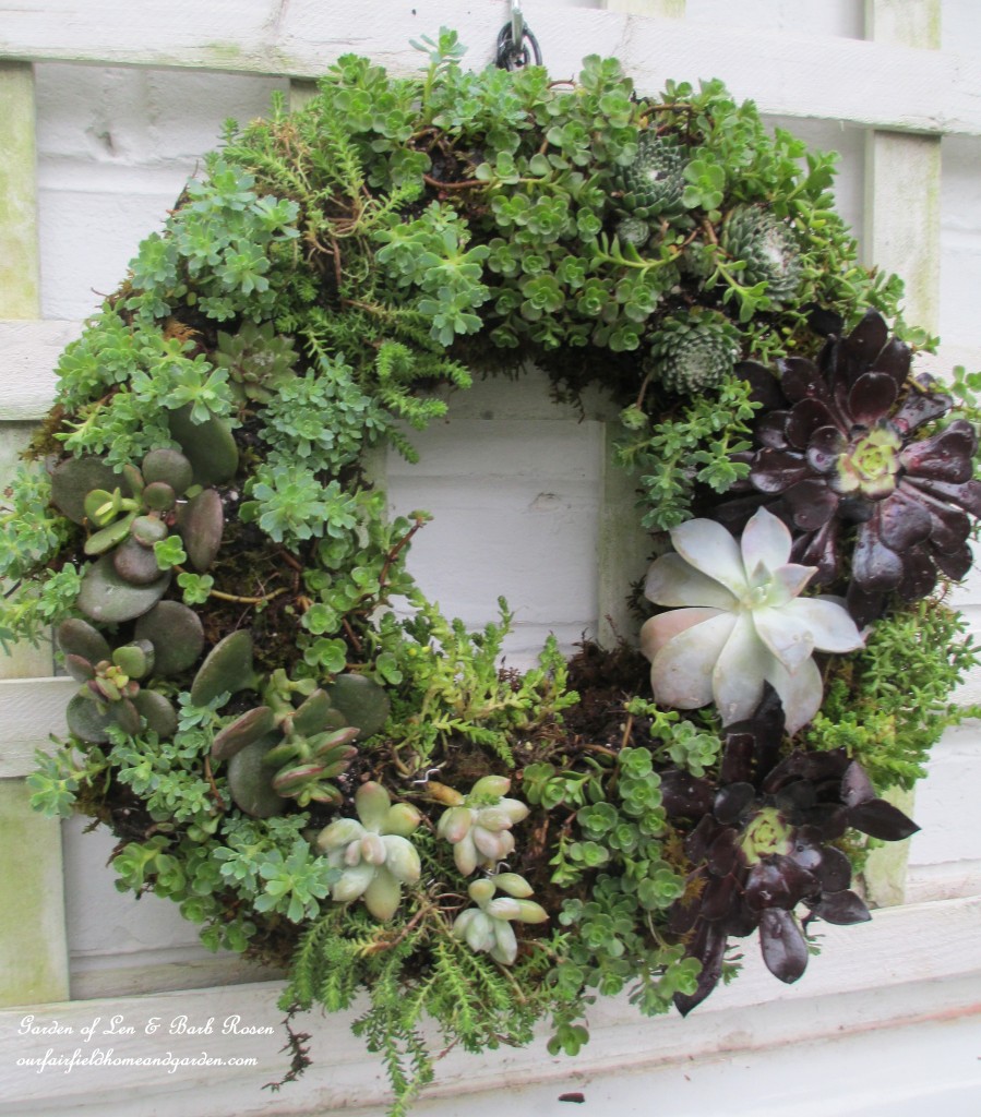 ~ finished succulent wreath ~ https://ourfairfieldhomeandgarden.com/diy-project-make-a-succulent-wreath/