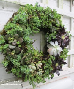 ~ Succulent Wreath ~ https://ourfairfieldhomeandgarden.com/diy-project-make-a-succulent-wreath/