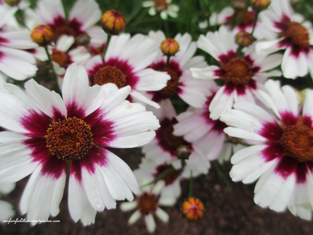?? coreopsis