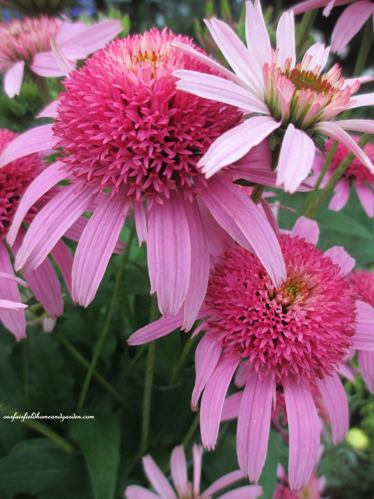 Echinacea "Double Pink"