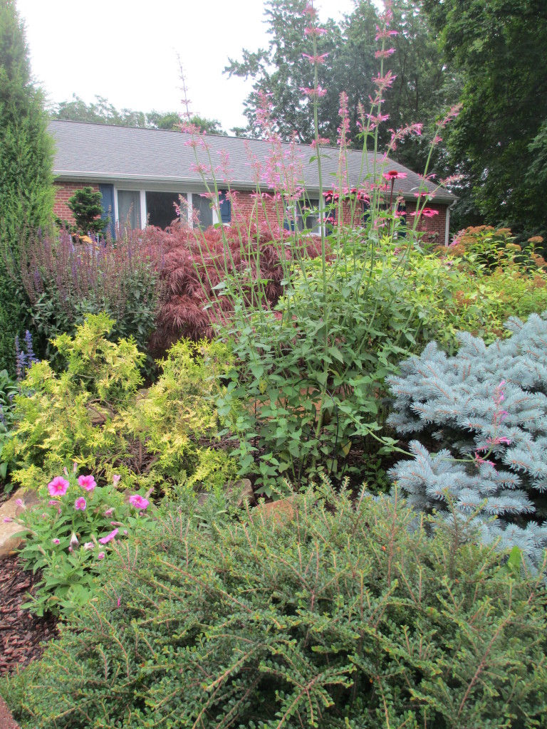 Karin's artful mix of shrubs, perennials and annuals