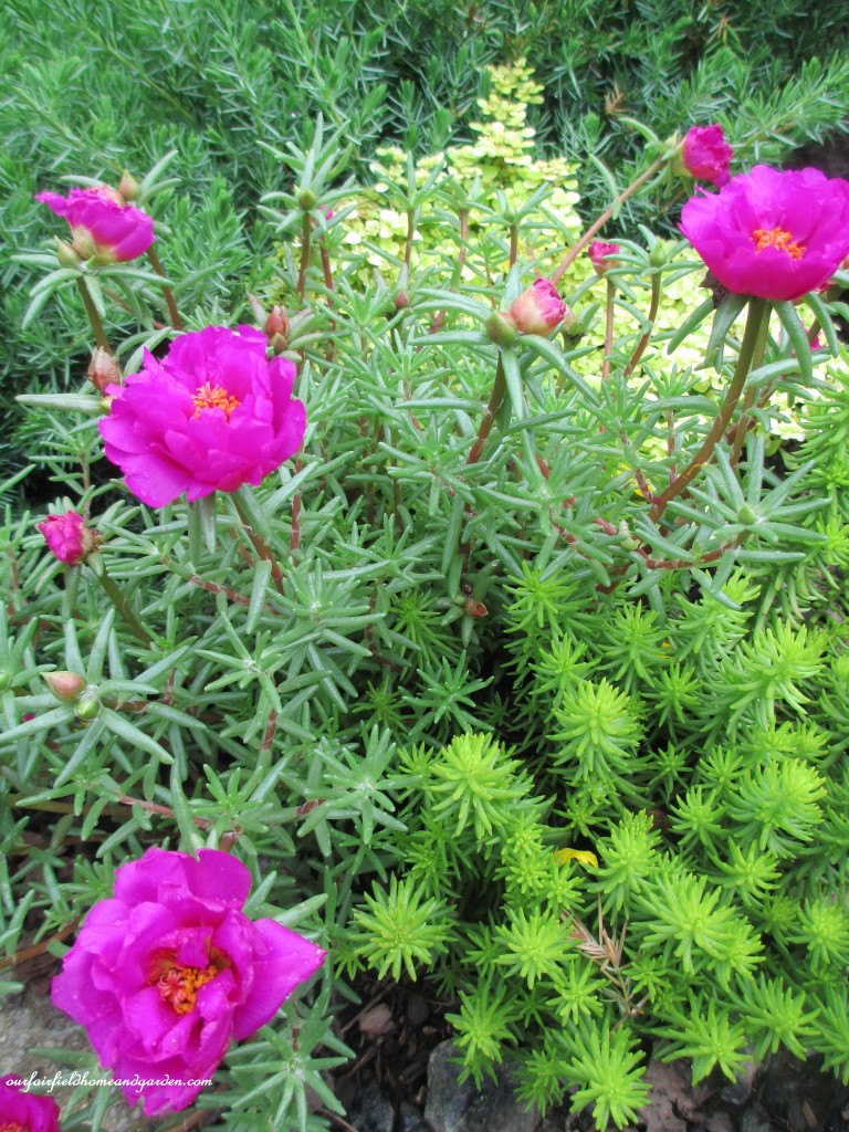 sedums and portulaca