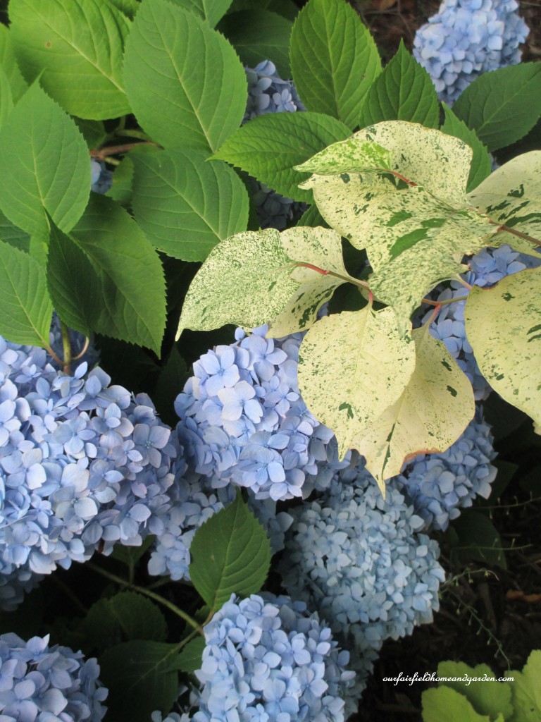 hydrangea and variegated knotweed