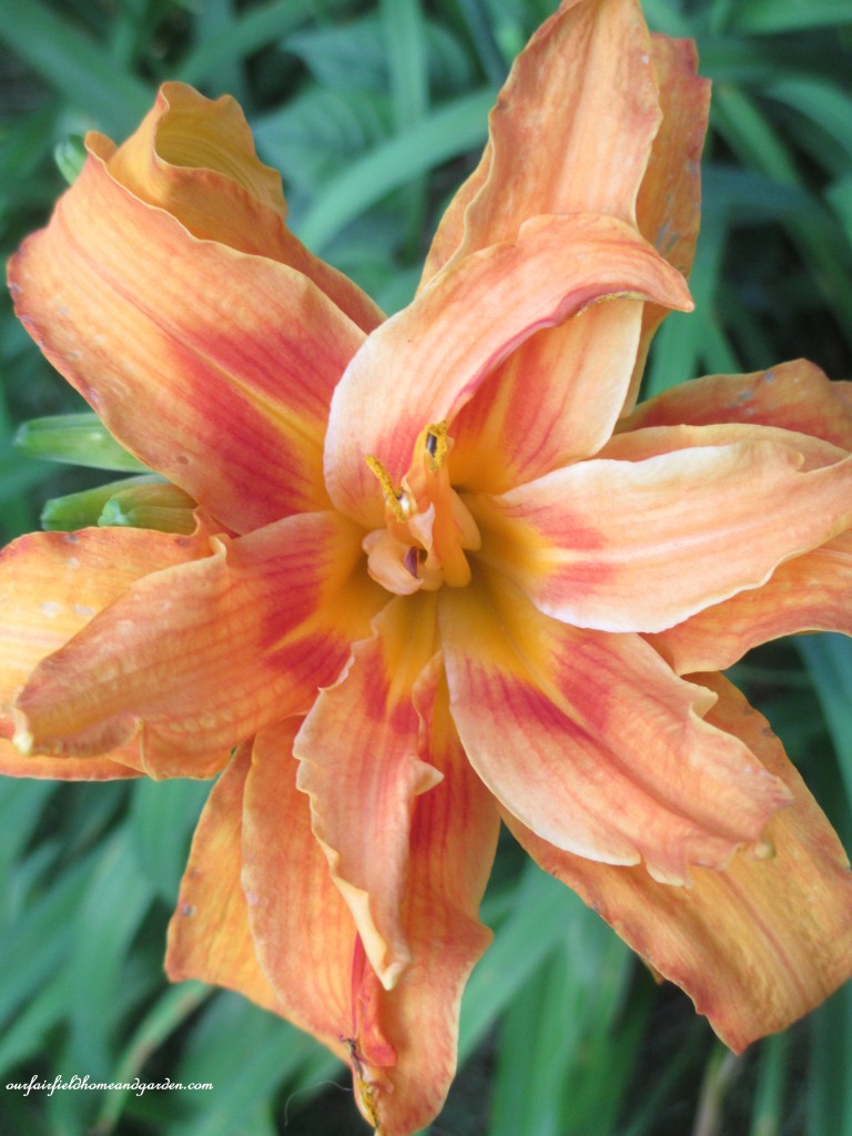 double orange day lily