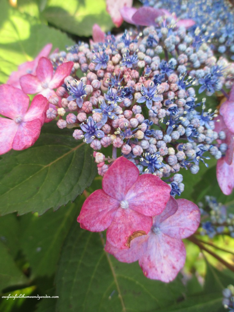 lace-cap hydrangea
