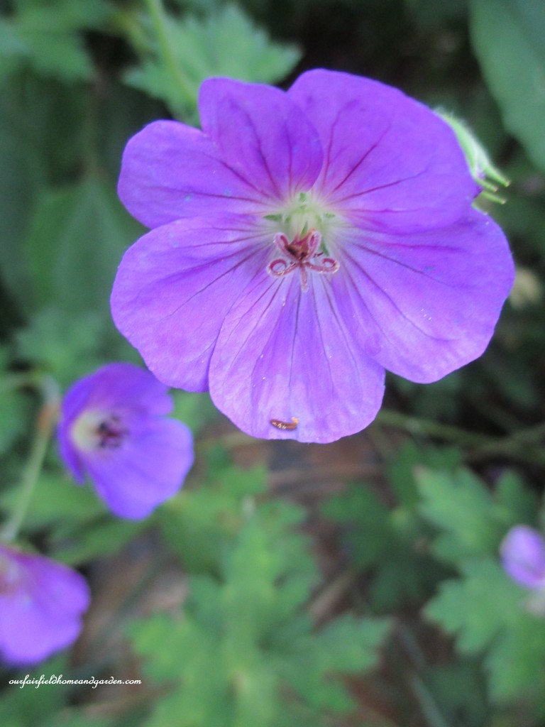perennial geranium