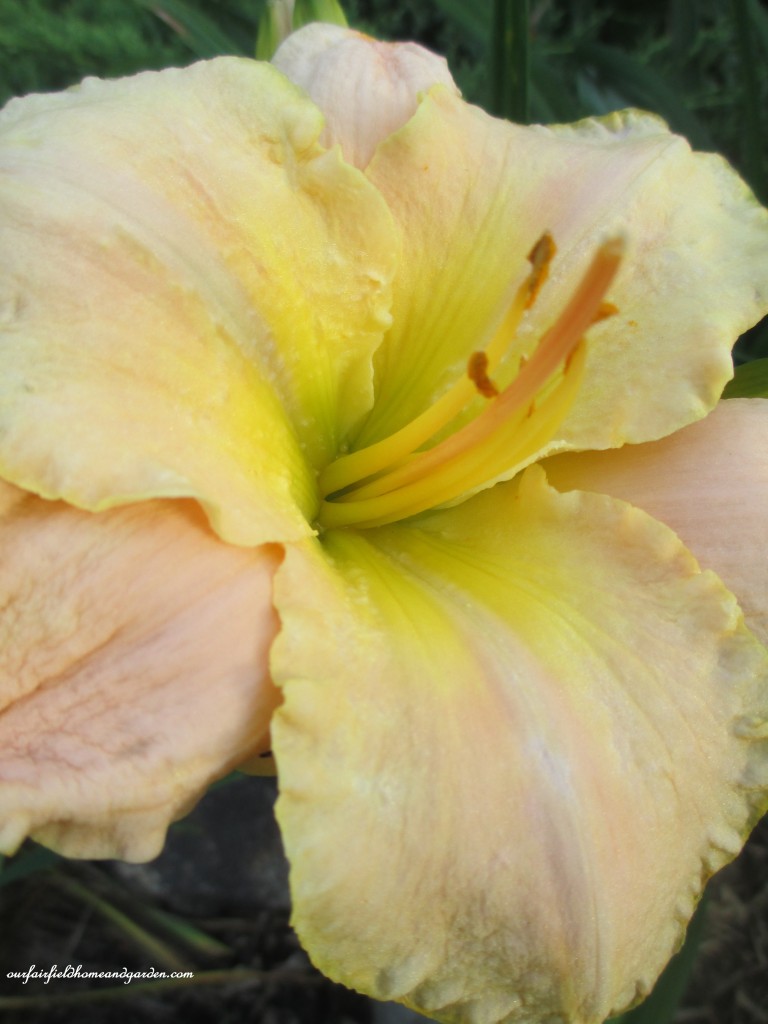 Day Lily
