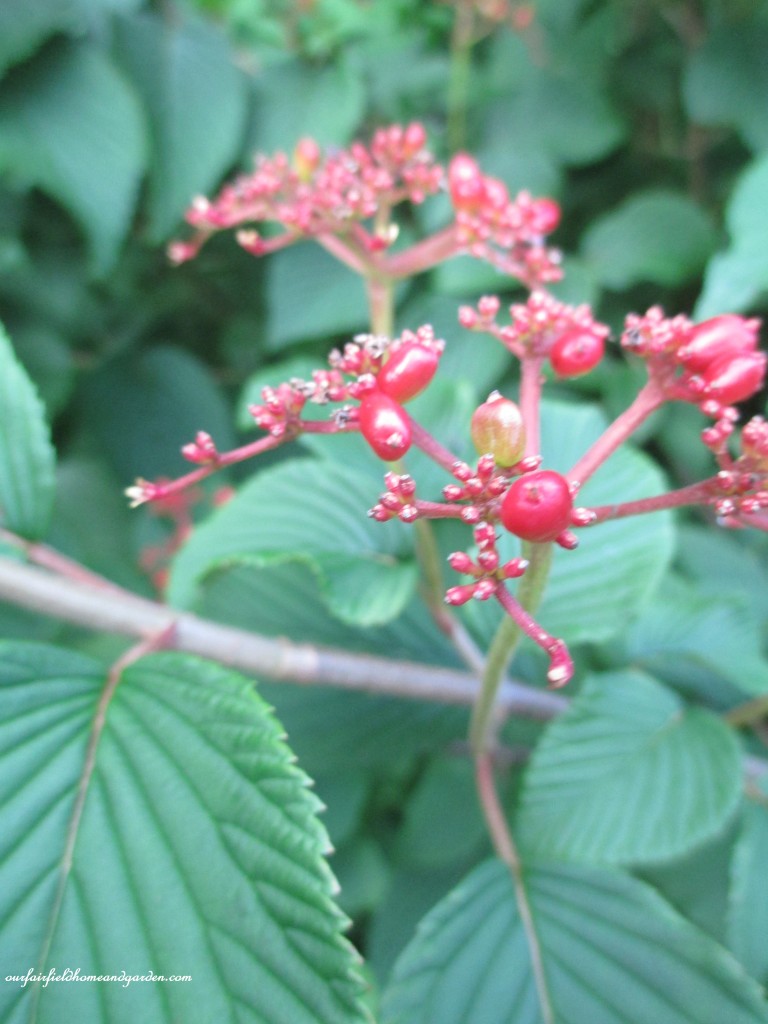 Viburnum