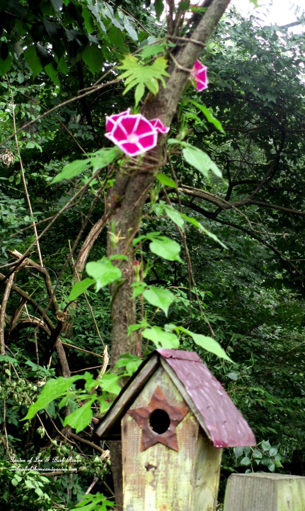 striped morning glory growing up the arbor last summer
