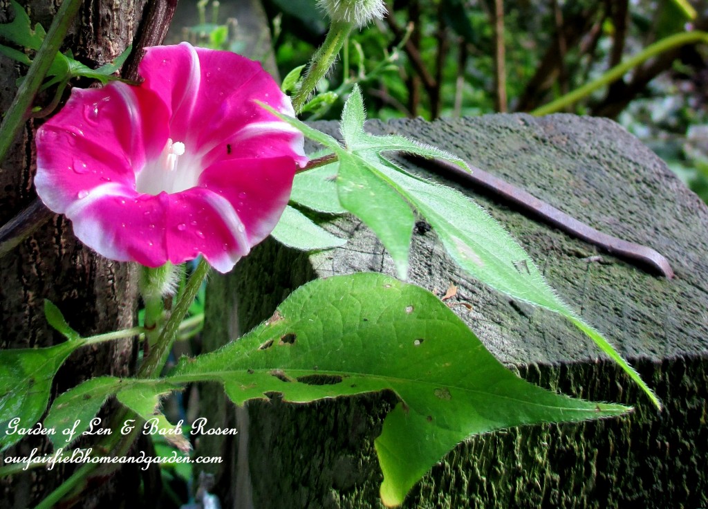 striped morning glory vine