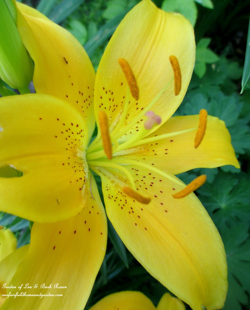 Yellow Asiatic Lily https://ourfairfieldhomeandgarden.com/garden-walk-july-1st/